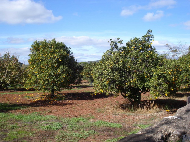 Obstbäume in Portugal